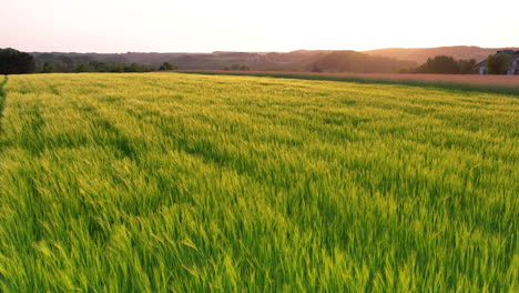 Volando-Sobre-Los-Campos-De-Cebada-Verde-Inmaduros-Durante-La-Puesta-De-Sol-En-Kielno,-Polonia