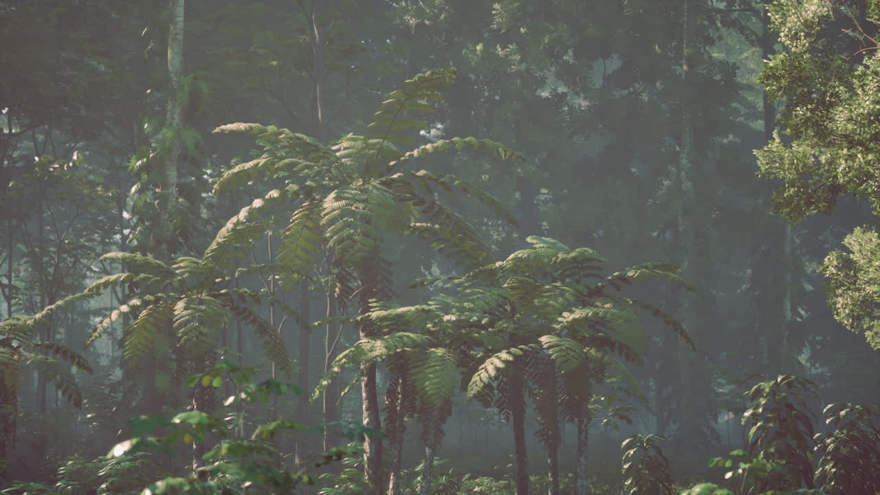 helechos de bosque de niebla