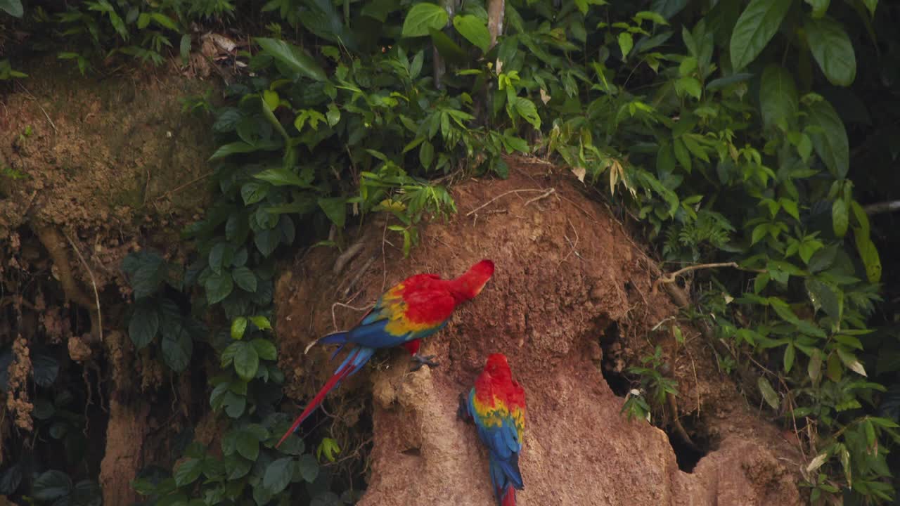 una pareja de guacamayos escarlata comiendo arcilla en el chuncho lame la arcilla mientras uno de ellos se aleja