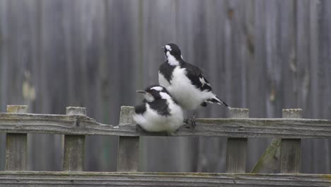 Two-Magpie-lark-Mudlark-Juveniles-Perched-On-Fence-Trellis-Australia-Maffra-Gippsland-Victoria-Slow-Motion