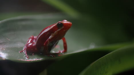 anthony poison arrow frog on green leaf