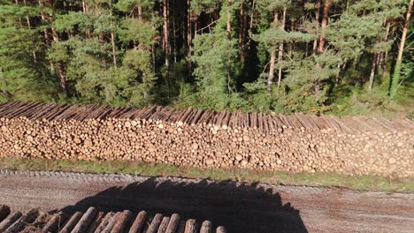 stacked logs in a forest