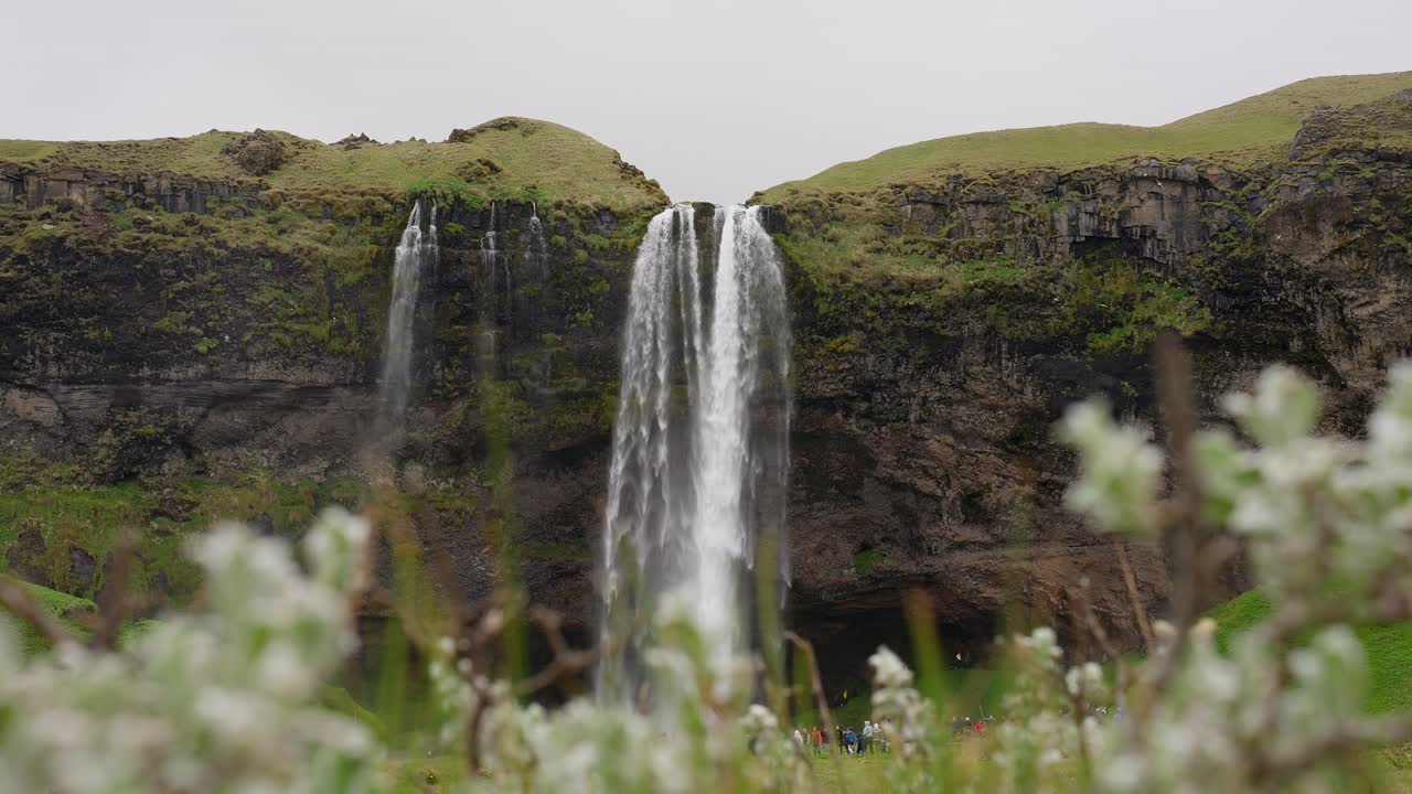 seljalandsfoss hermosa cascada que se estrella en una piscina de roca con un prado de flores en primer plano