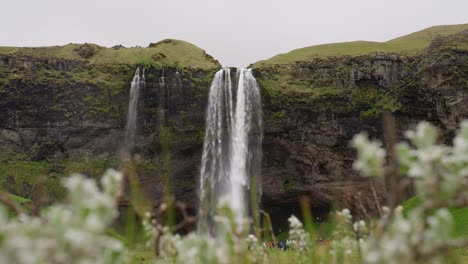 Seljalandsfoss-Hermosa-Cascada-Estrellándose-En-Un-Estanque-De-Rocas-Con-Un-Prado-Florido-En-Primer-Plano