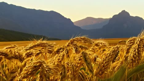 wheat field with mountains in the background