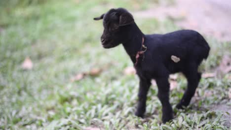 cute little black baby goat roaming around in field and playing