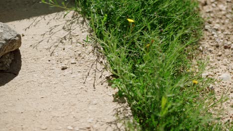 lagarto se esconde en la hierba