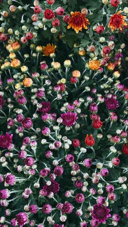 autumn chrysanthemum blooms