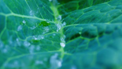 watered cabbage leaf