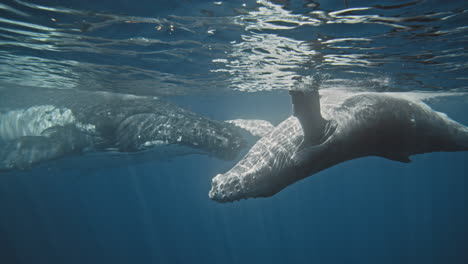 la cría de ballena jorobada nada hacia su madre bajo el agua al revés en cámara lenta, vista lateral