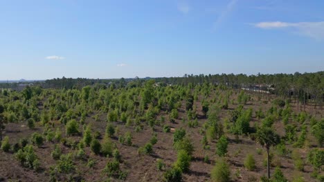 una foto de un dron de pequeños arbustos o árboles plantados para separar el tráfico y las carreteras de los centros turísticos