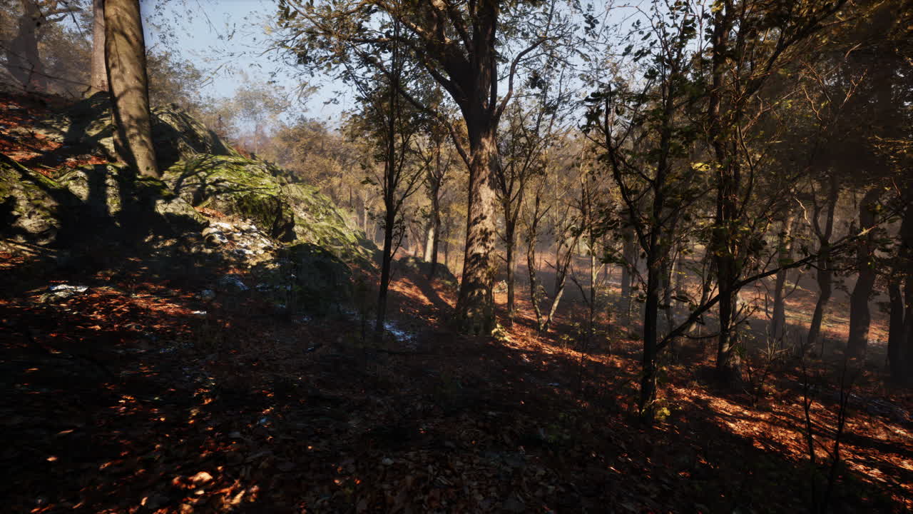 camino del bosque de niebla