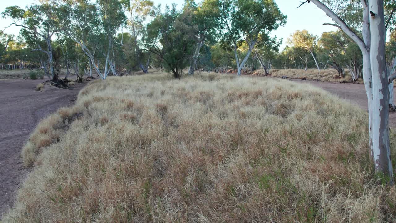 Forward moving footage of buffle grass in the dry Todd River. Alice Springs, Mparntwe, Northern Territory, Australia. August 2022.