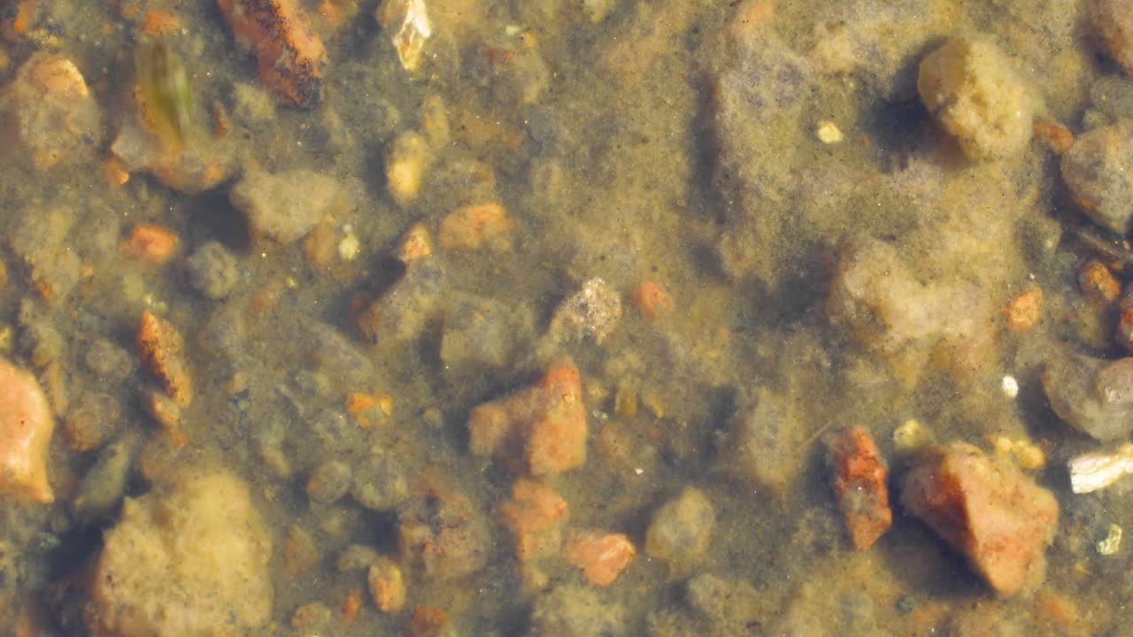 Static macro video of fairy shrimp on top of enchanted rock in Texas. These shrimp live in the vernal pools at the top of the mountain