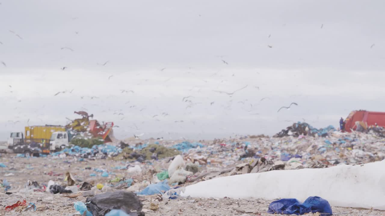 Birds flying over rubbish piled on a landfill full of trash