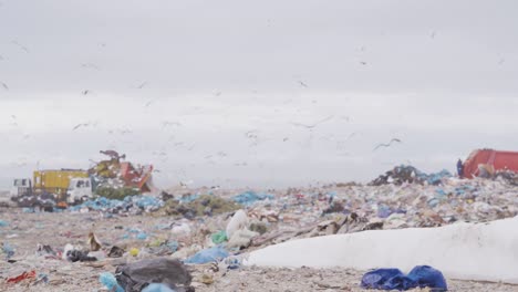 birds flying over rubbish piled on a landfill full of trash