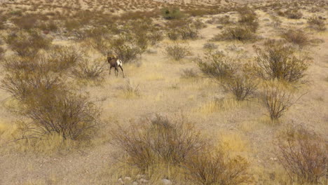 Bighorn-sheep-wild-animal-in-natural-dry-arid-desert-walking-alone-in-Nevada-scenic-valley-of-fire-natural-park