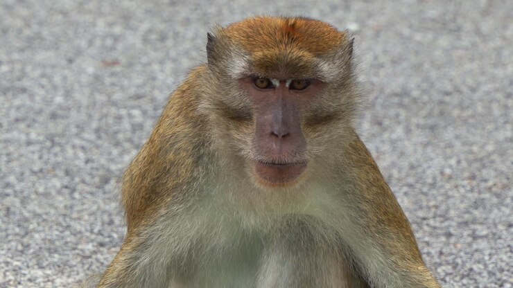 A wild long-tailed macaque, macaca fascicularis, sitting on the road in urban environment, wondering around its surroundings, close up shot