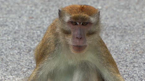 un macaco salvaje de cola larga, macaca fascicularis, sentado en la carretera en un entorno urbano, vagando por sus alrededores, tiro de cerca