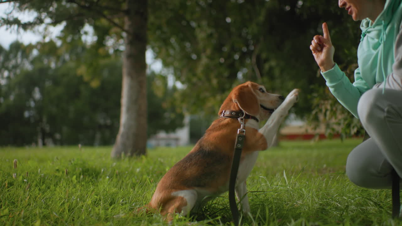 Canine specialist training attentive dog outdoors on grassy field as dog barks back happily wagging tail in response to hand signal command during positive communication session under green trees