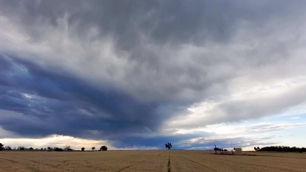 alberi lontani ingioiellano il campo di grano dorato sotto un cielo maestoso