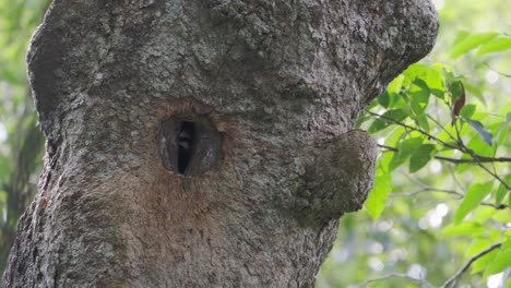 hornbill juvenile beak inside natural cavities nest