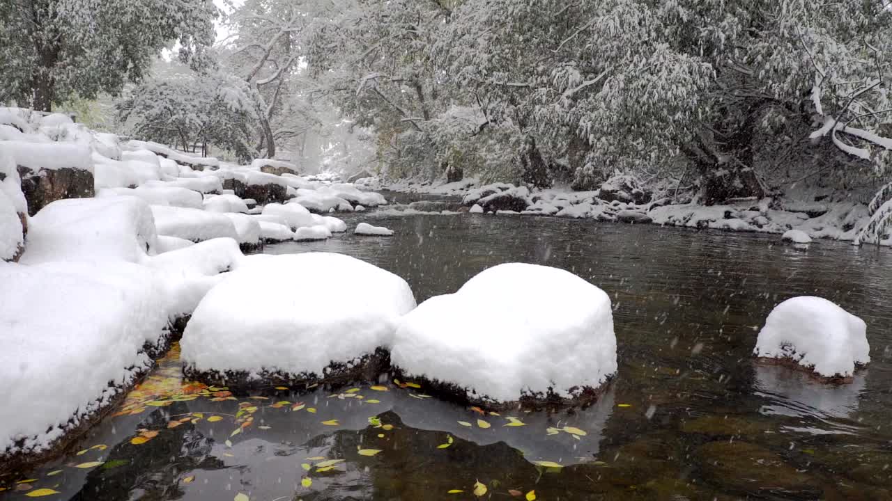 Neve che cade al rallentatore nel Boulder Creek, Boulder, Colorado.