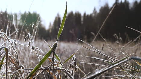 close panning shot of tall frosty grass on field in morning sunlight