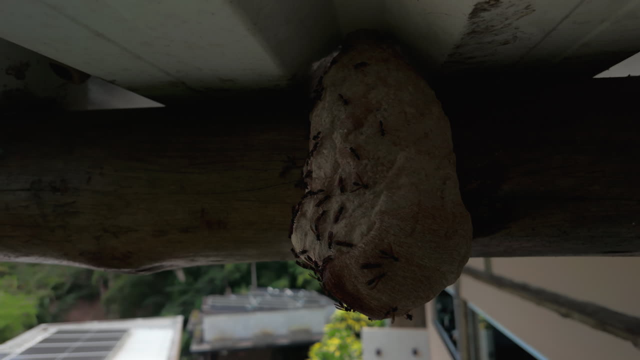 Insect Nest Under Roof - Close Up