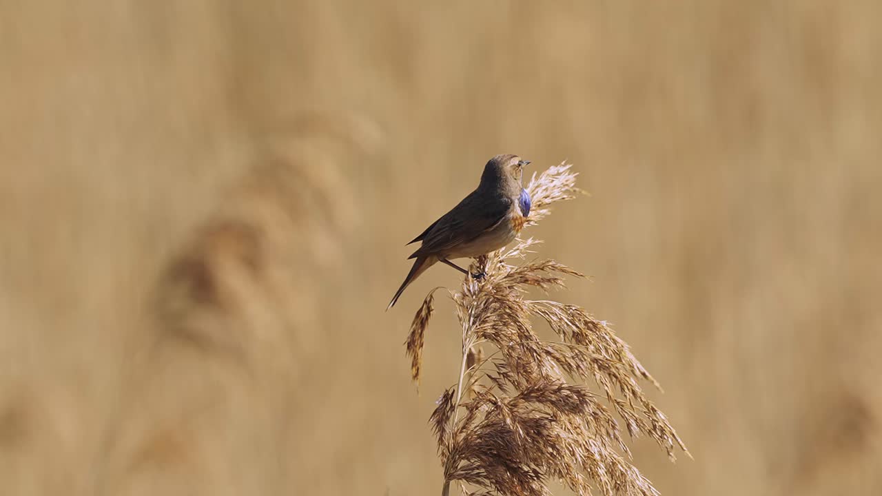 pájaro de pechiazul posado sobre hierba de pampa seca