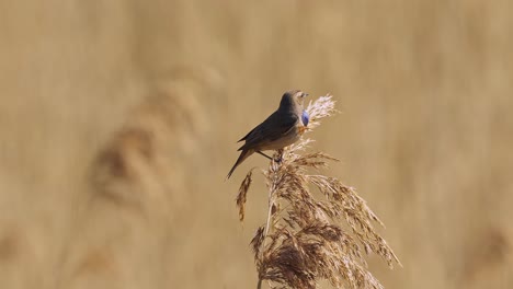 bluethroat bird perch on dried pampas grass