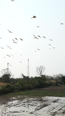 flock of birds flying over a rural landscape