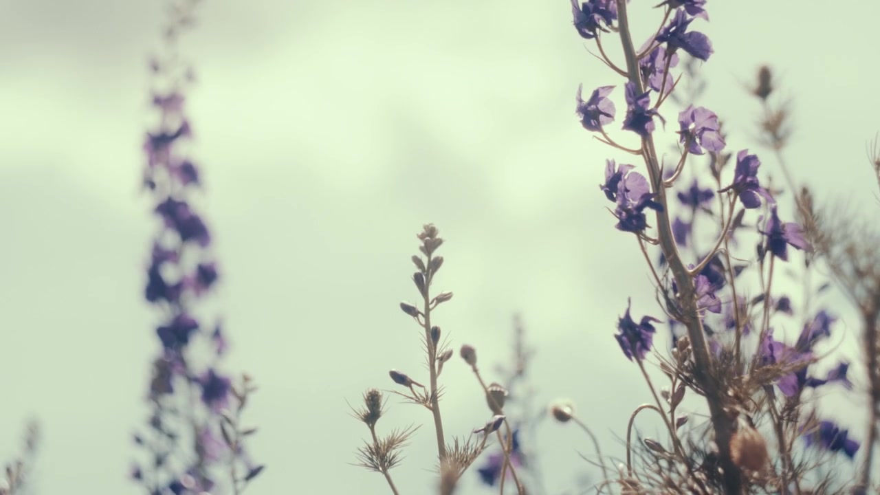 Riprese cinematografiche al rallentatore di delicati fiori selvatici viola che si muovono dolcemente alla calda luce del sole con un morbido bokeh e tonalità pastello. Sfondo naturale pacifico per temi di relax.