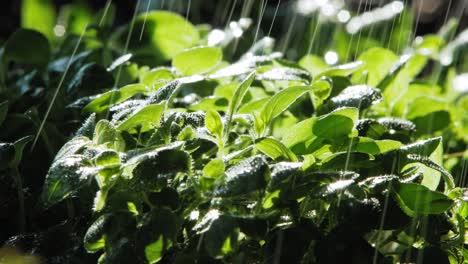 close up of rain falling on oregano plant in garden, lit by sun from behind