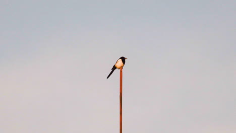 Magpie-sitting-on-a-wooden-pole-in-the-cold-light-of-a-winter-sunrise