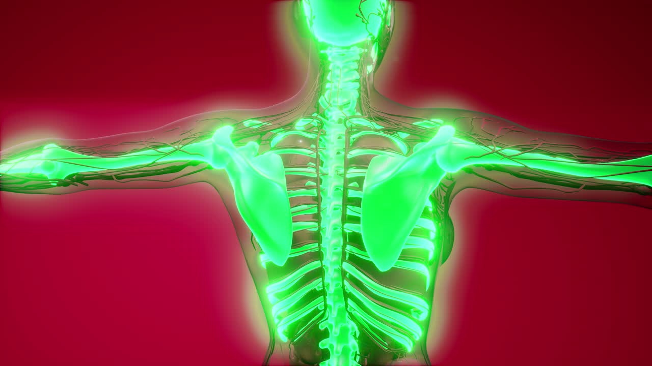 cuerpo humano transparente con huesos visibles