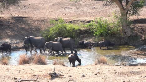 wide shot of a herd of elephants walking through a waterhole and a buffalo getting out their way, kruger national park