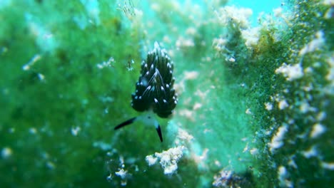 Costasiella-Kuroshimae-Nacktschnecke-Dreht-Und-Zuckt-Schwarze-Nashörner