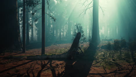 rayos de sol a través de la niebla en un denso bosque