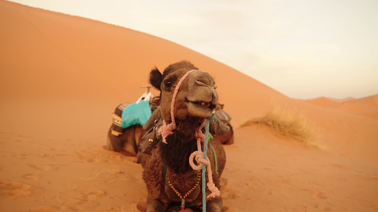 Saddled dromedary camels rest on the warm Sahara dunes under soft Moroccan light