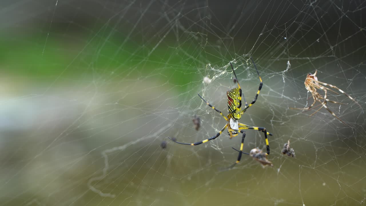 trichonephila clavata - паук-жорох, отдыхающий на своей паутине