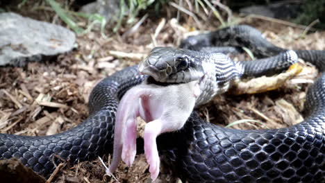 enfoque en rack a la serpiente rata negra comiéndose un ratón.