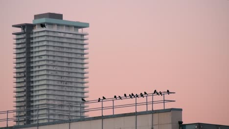 bird flying in slow motion and birds perched on building dusk pink sky