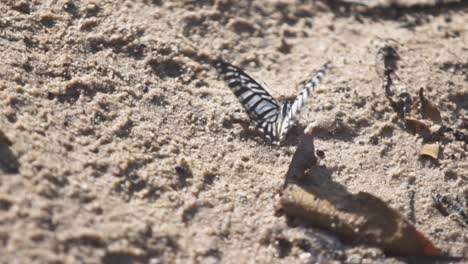 butterfly at rest on sanyy floor flapping it's wings