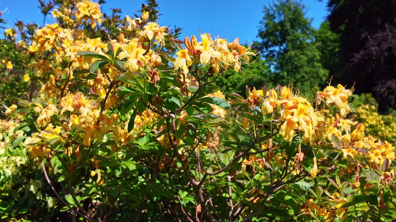 Smooth sweeping shot over a blooming yellow azalea bush under clear, sunny weather - France