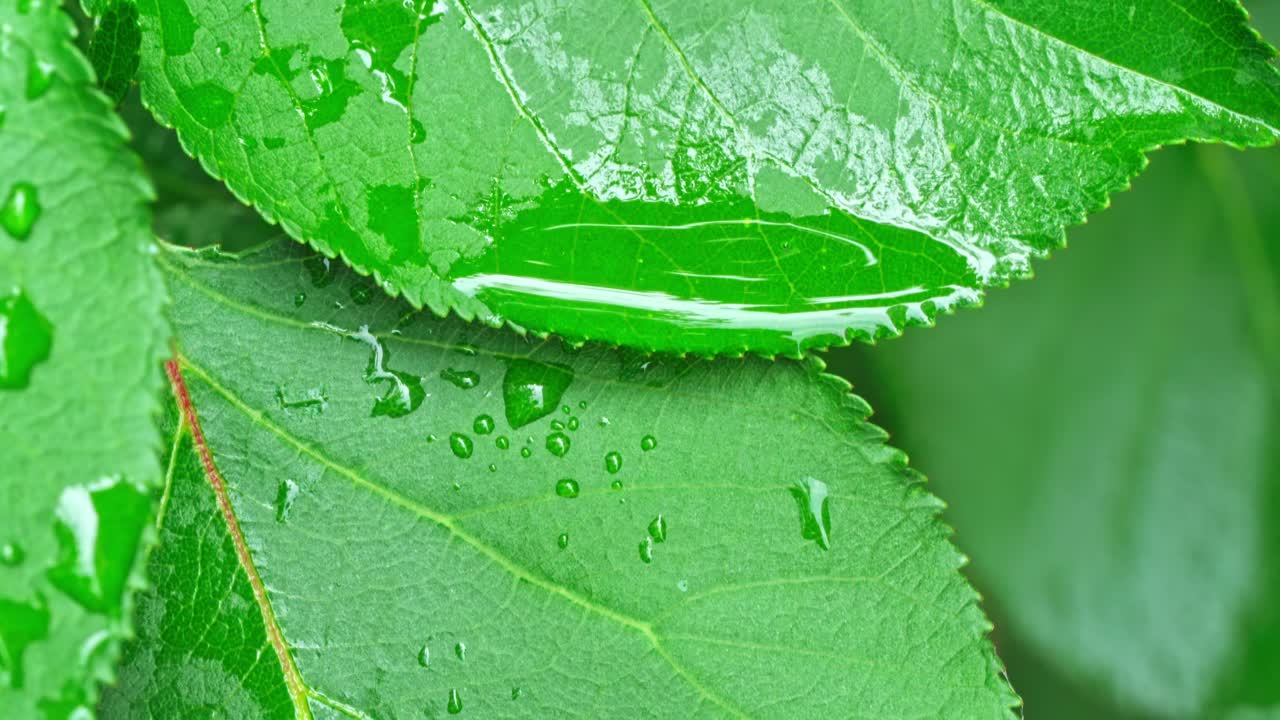 Water droplets resting on green leaves after rainfall in the forest