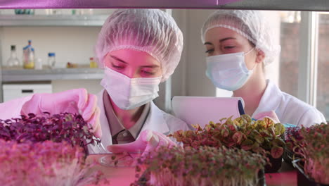 scientists examining microgreens in a laboratory setting