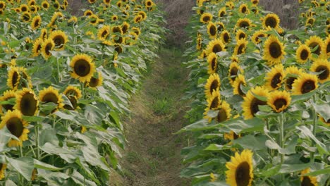 jardín de girasoles