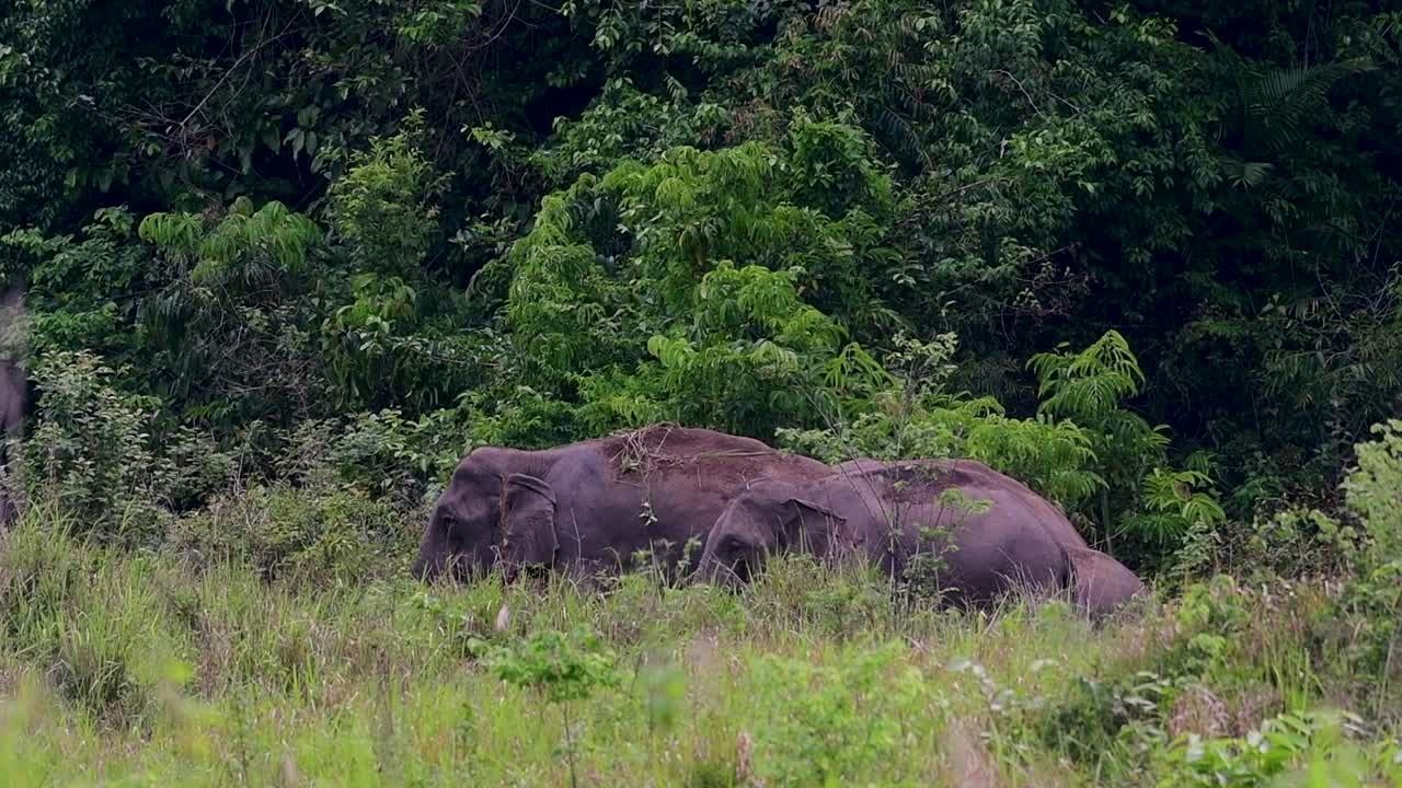 los elefantes asiáticos son especies en peligro de extinción y también son residentes de tailandia