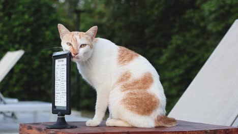 cat examining and touching a ticking metronome